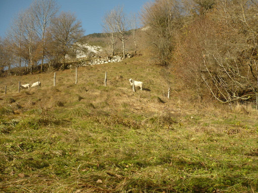 La Chouette A L'Heure Du Pinson Panzió Saint-Pierre-d'Entremont  Kültér fotó