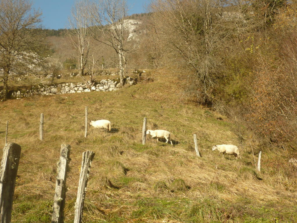 La Chouette A L'Heure Du Pinson Panzió Saint-Pierre-d'Entremont  Kültér fotó